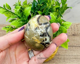 Septarian Dragon Egg (Brown Aragonite) – 4 Unique 2.5 Inch Eggs with Stand, 200g-250g