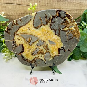 May include: A polished Septarian nodule, showcasing a striking pattern of gray, brown, and yellow hues. The stone is displayed on a black metal stand, with the Morganite Gems logo visible at the bottom. Green foliage surrounds the stone.