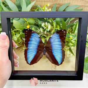 Puede incluir: Un espécimen de mariposa enmarcado con alas azules y marrones vibrantes. La mariposa se exhibe en un marco rectangular negro, mostrando sus intrincados patrones. El fondo incluye vegetación y el texto "MORGANITE GEMS".