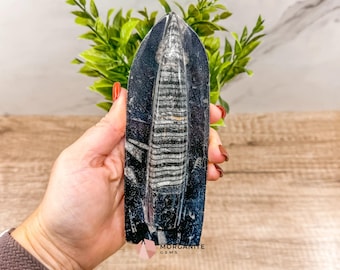 Standing Orthoceras Fossil Tower – Ancient Fossil for Grounding, Transformation & Historical Beauty