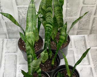 snake plant 4” pot - sansevieria trifasciata