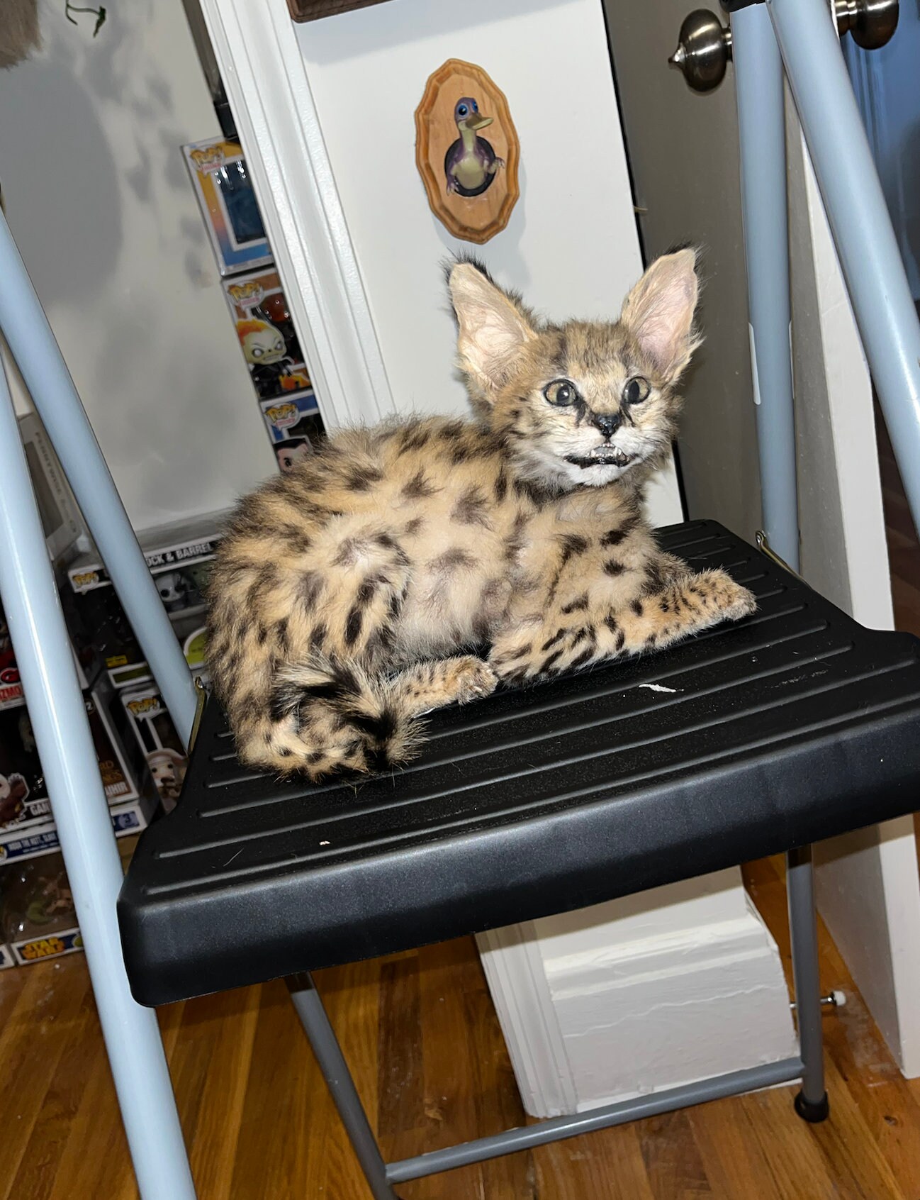 Serval Cat Kitten Taxidermy Mount Etsy