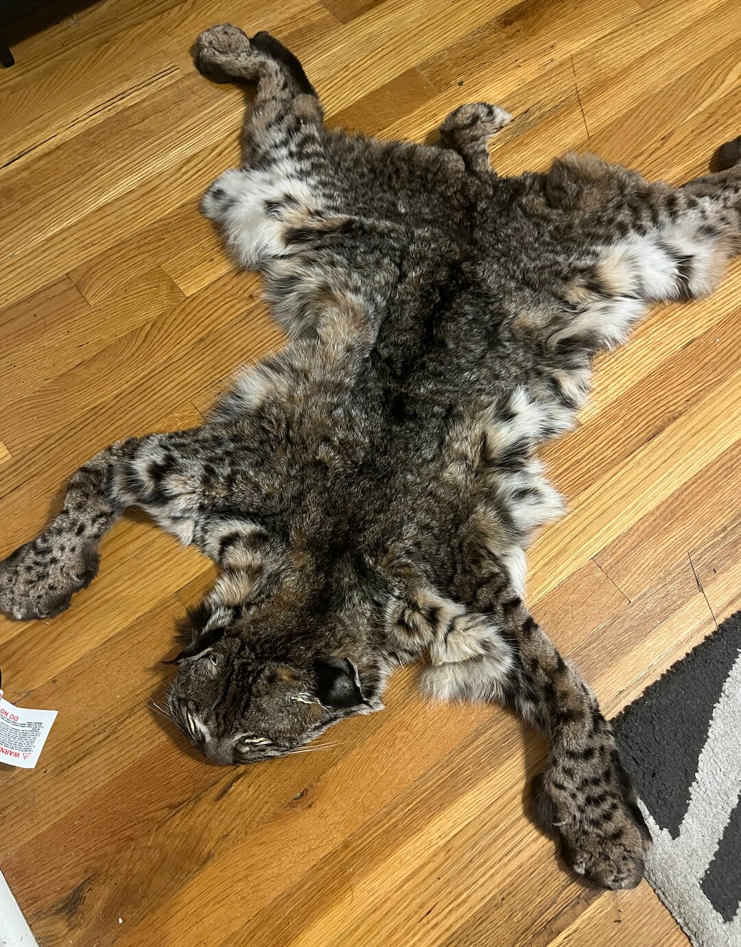 Bobcat Pelt Hide amazing Colors - Etsy