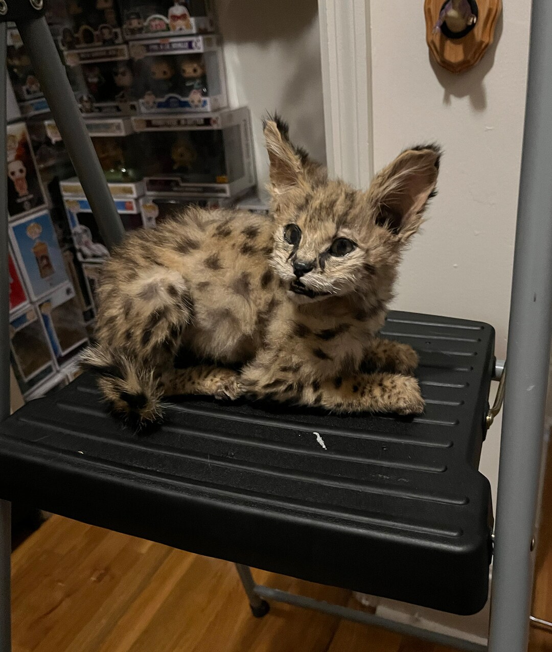 Serval Cat Kitten Taxidermy Mount Etsy