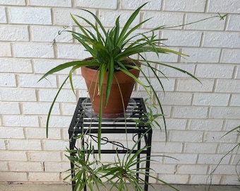 Solid Green Spider Plant Babies, Unvariegated, Non variegated