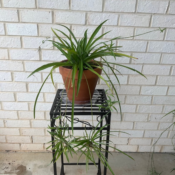 Solid Green Spider Plant Babies, Unvariegated, Non variegated