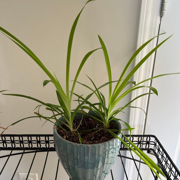 Spider Plant Etsy