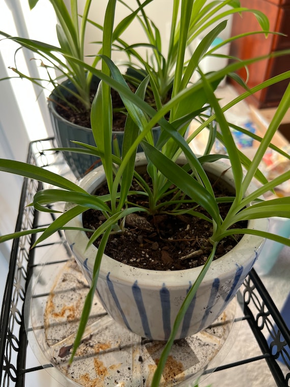 Spider Plants in Aquariums – How To Ensure That They Thrive