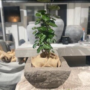 Puede incluir: Una pequeña planta verde en una maceta rectangular marrón con una envoltura de arpillera alrededor de la base.