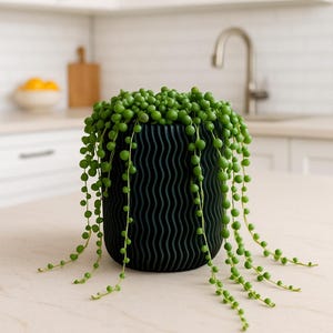 May include: A dark green, textured plant pot containing a String of Pearls plant. The plant features small, round, bright green leaves that trail down the sides. The pot has a wavy, vertical pattern. The pot is likely made of plastic.