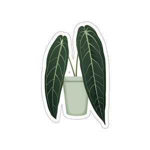 Autocollant Plante Rare - Reine Anthurium (Anthurium Warocqueanum)