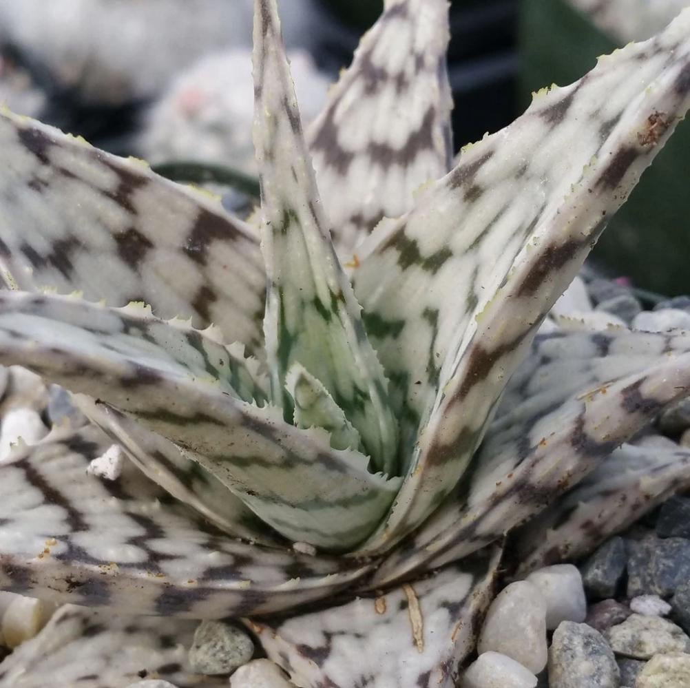 アロエベラ専用ページ　ホワイトバリエガータ Aloe variegata - Etsy 日本