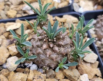 Euphorbia Japonica (planta viva rara) / Suculenta enana con caudex enraizada / Planta de interior de colección