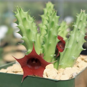 以下が含まれることがあります： 緑色のトゲのある茎と、星型の大きな深紅色の花を持つ、スタペリア植物のクローズアップ。 花の中心は暗い色です。 小さな明るい色の石で満たされた緑色の鉢に入っています。