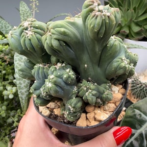 Peut inclure: Gros plan sur un cactus vert à l'aspect texturé unique. Le cactus est dans un pot noir rempli de petits cailloux. La plante a une forme distinctive, presque cérébrale, avec de petites taches blanches. D'autres plantes sont visibles en arrière-plan.