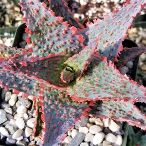 Op de afbeelding: Close-up van een Aloë-plant met blauwgroene bladeren met rode randen. De bladeren zijn bedekt met kleine rode bultjes. De plant staat in een zwarte pot met kleine witte steentjes aan de basis.