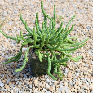 Planta cabeza de medusa Euphorbia flanaganii – Rara suculenta Caudex – Espécimen de maceta de 6” – Planta recolectora madura
