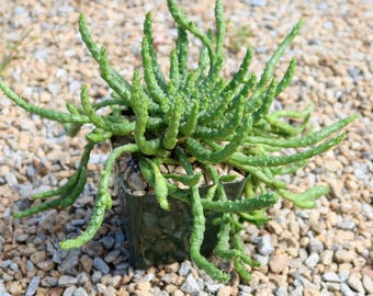 Głowa Meduzy Euphorbia flanaganii – Rzadki Soczysty Caudex – 6-calowy okaz doniczkowy – Dojrzała roślina kolekcjonerska
