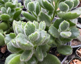 Sukulent Bear Paw – 15-centymetrowa roślina Cotyledon Tomentosa | Puszyste liście, łatwy prezent na roślinę doniczkową