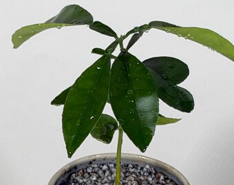 Levende citrusboomzaailing | 7,5 cm hoge, gewortelde plant