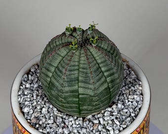 Euphorbia Obesa Cluster: Baseball Plant, Rare Succulent - Etsy