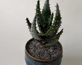Rare Spiky Aloe Succulent | Rooted Live Easy Care Plant | Sculptural Houseplant Decor