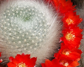 Cactus Rebutia albipilosa raro / Cactus de bola blanca peluda / Cactus de floración rojo anaranjada / Suculenta que forma racimos / Planta viva en maceta de 10 cm