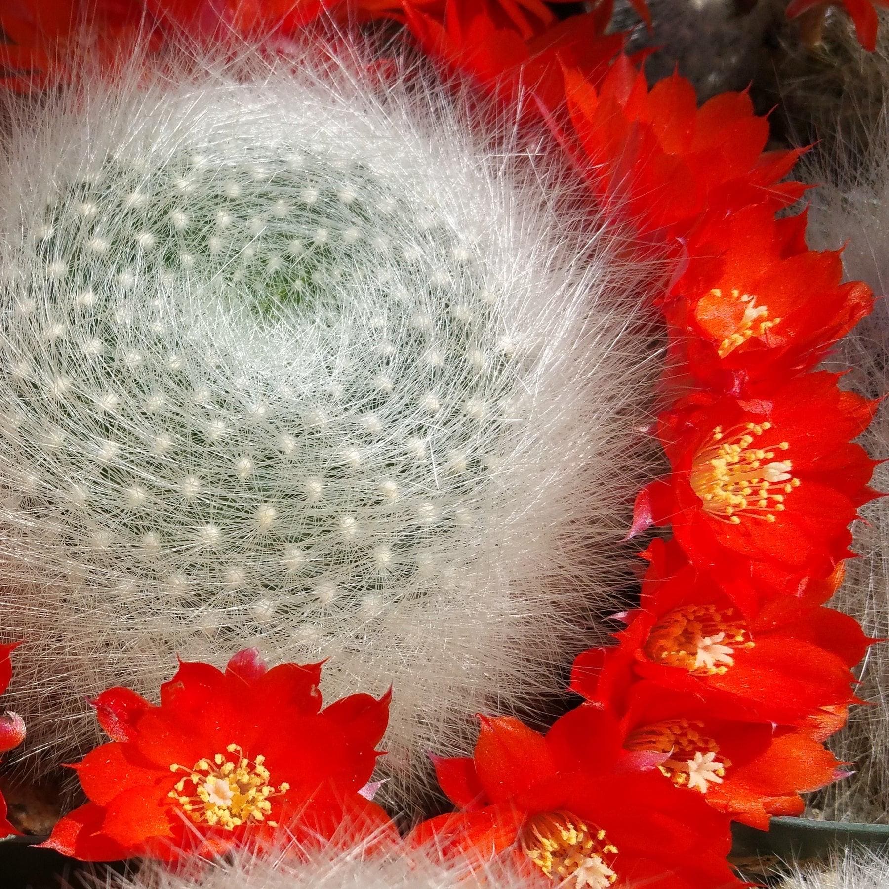 Red ball cactus - Etsy sterreich