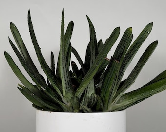 Gasteraloe hybride vetplant | Sculpturale kamerplant bij weinig licht | Levende 6'-plant