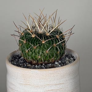 Brain Cactus – Stenocactus multicostatus – 4" Wavy Rib Collector Live Plant