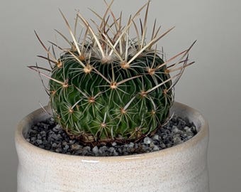 Brain Cactus – Stenocactus multicostatus – 4" Wavy Rib Collector Live Plant