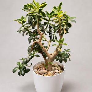 Puede incluir: Una planta de jade variegada con hojas gruesas, carnosas y de color verde oscuro con bordes amarillos. La planta tiene un tallo leñoso ramificado y está en una maceta blanca sencilla llena de pequeñas piedras decorativas multicolores.