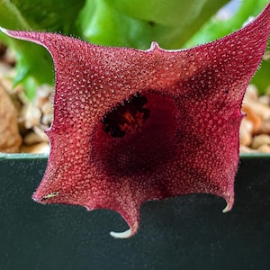 Pode incluir: Uma flor em forma de estrela com uma superfície texturizada de cor bordô profundo e pelos finos ao longo das bordas pontiagudas. O centro da flor é um tom castanho mais escuro e rebaixado, contrastando com as pétalas vermelhas salpicadas.