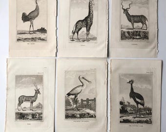 6 Natural History engravings, circa 1800/1850