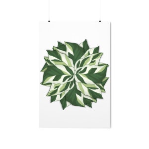 Calathea White Fusion Print