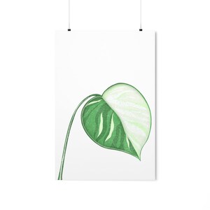Monstera Albo Print