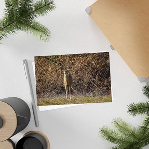 Cerf camouflé dans un fourré - Carte postale, paquet de 10