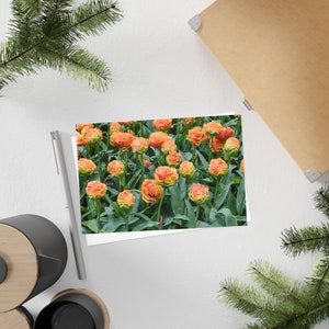 Peony tulips - Postcard, 10-pack