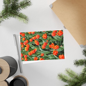 Tulipes oranges - Carte postale, paquet de 10