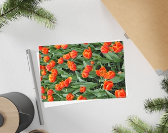 Orange tulips - Postcard, 10-pack