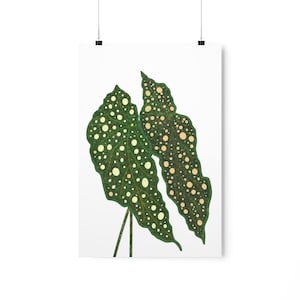 Begonia Maculata Print