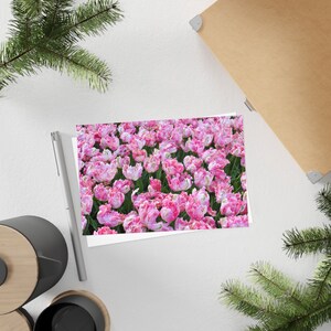 Tulipes perroquets abricots roses - Carte postale, paquet de 10