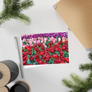Tulipes roses, violettes et rouges - Carte postale, paquet de 10