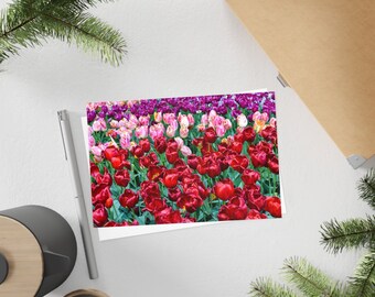 Pink, purple, and red tulips - Postcard, 10-pack