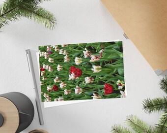 Red & white triumph tulips- Postcard, 10-pack