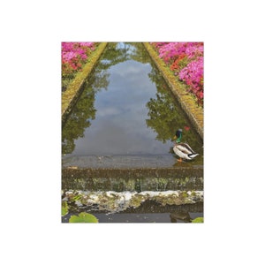 Duck at the tulip garden - Photo Poster