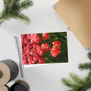 Tulipes à impression rose - Carte postale, pack de 10