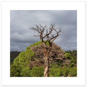 Resilient Tree — Minimalist Photographic Wall Art Print, Nature Landscape Photo