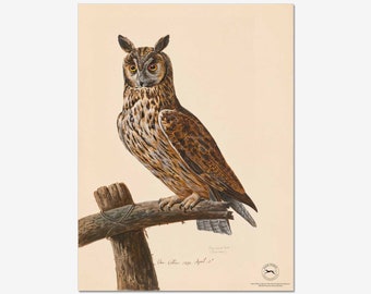 Long Eared Owl Fine Art Print - Giclée Printed On 310gsm Hahnemühle German Etching Fine Art Paper - Owl Print - Owl Wall Art - Owl Painting
