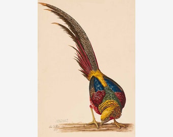 Golden Pheasant Greetings Card - Packs of 10, 20 or 50 Cards - Golden Pheasant Card - 324gsm Mohawk Fine Art Card - Birthday Card